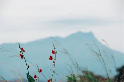Close-up of red flowering plant against sky