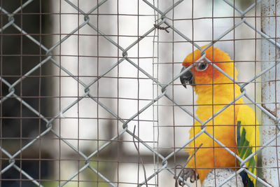 Close-up of bird in cage