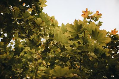 Close-up of flowering plants and leaves against sky