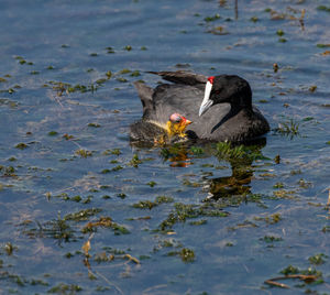 Duck swimming in a lake