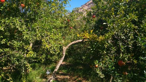 Plants growing on tree