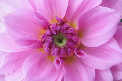 Close-up of pink flower blooming outdoors