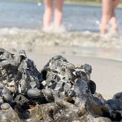 Low section of people on beach