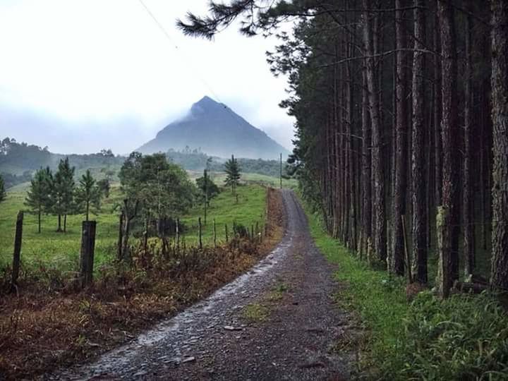 ROAD PASSING THROUGH FOREST