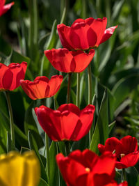 Close-up of red tulip flowers