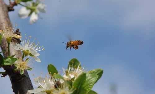 Close-up of bee pollinating flower