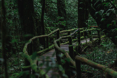 Footbridge amidst trees in forest