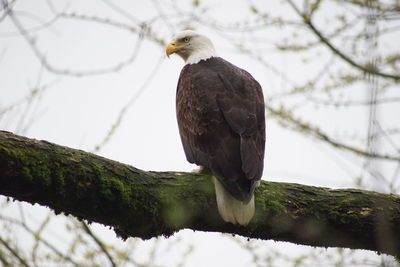 Eagle perched on branch 