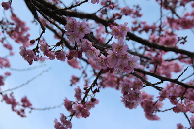 Low angle view of cherry blossoms in spring