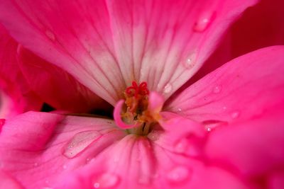 Close-up of pink flower