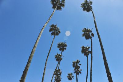 Low angle view of palm trees against blue sky