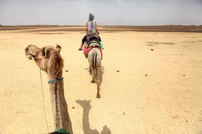 Rear view of camel on walking on desert against sky