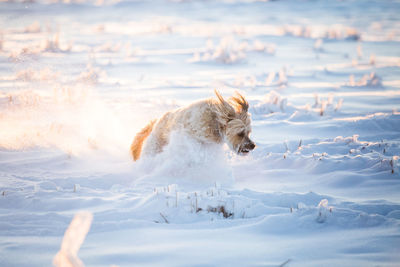 Dog running in snow