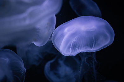 Close-up of jellyfish swimming in sea