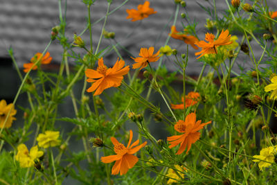 Close-up of yellow flowering plants on field