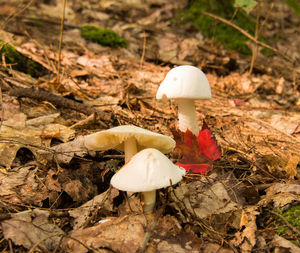 Close-up of mushroom on ground