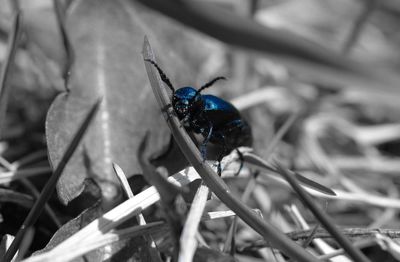 Close-up of insect