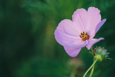 Close-up of bee on pink cosmos flower blooming outdoors