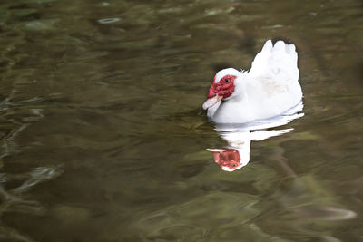 White duck swimming in lake