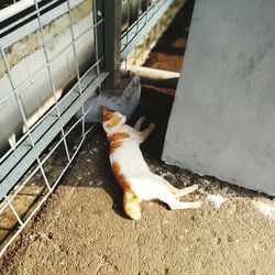 High angle view of a cat