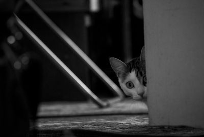 Close-up portrait of a cat