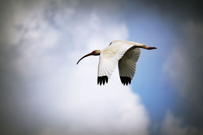 Low angle view of american white ibis against cloudy sky