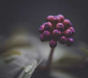Close-up of purple flowering plant