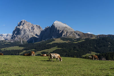 Horses grazing in a field