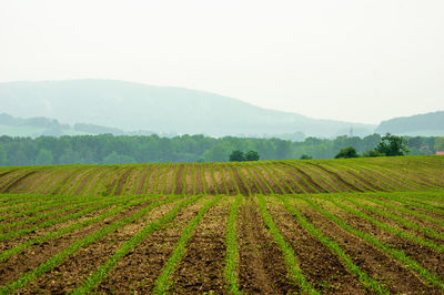 Rows of young wheat seedlings on a rainy day