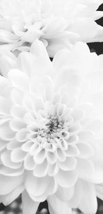 Close-up of white dahlia