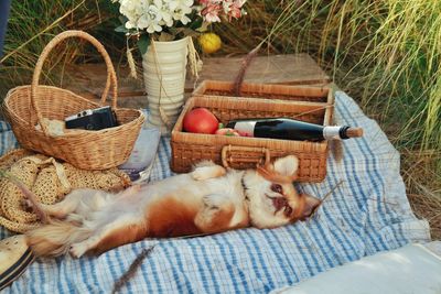 Cat sleeping in basket