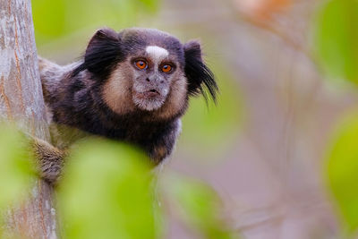 Close-up portrait of a monkey