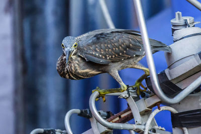 Close-up of bird perching on metal