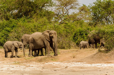 Elephant walking in a farm