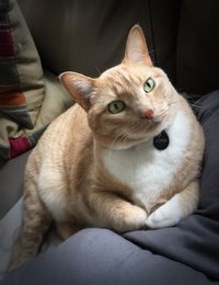 Close-up of cat sitting on sofa at home