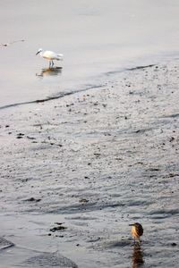 Scenic view of bird on beach