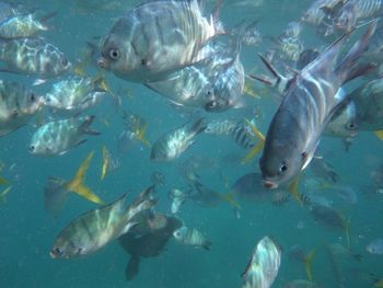 Fish underwater