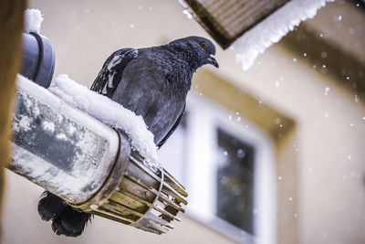 Close-up of bird perching on snow