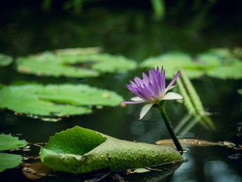 Close-up of lotus water lily in pond