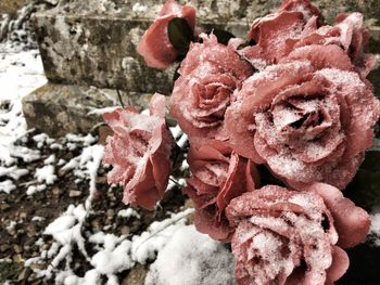 Close-up of snow on plant during winter