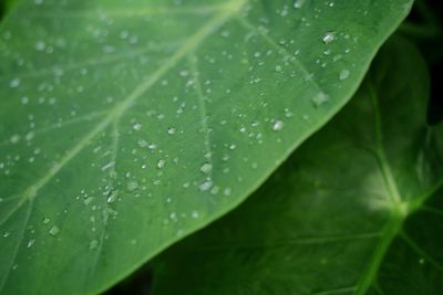 Close-up of wet leaves on rainy day