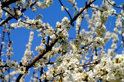 Low angle view of cherry blossoms in spring