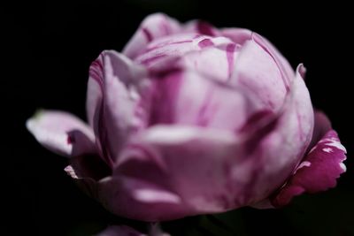 Close-up of pink rose against black background