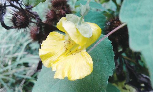 Close-up of yellow flowering plant