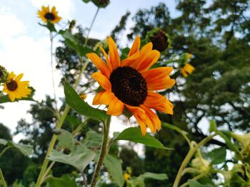 Low angle view of orange flowering plants against sky