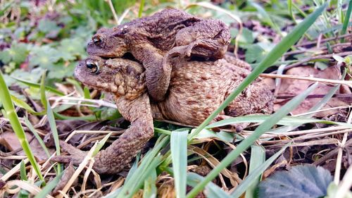 Close-up of lizard on plant