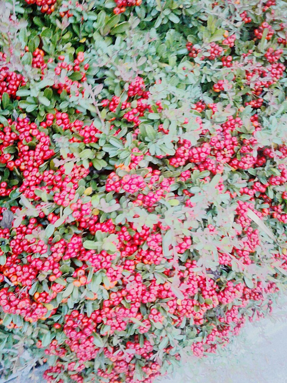 FULL FRAME SHOT OF RED IVY FLOWERS