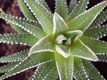 Close-up of dew drops on plant leaves