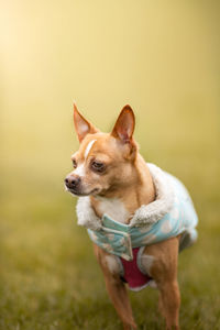 Dog looking away on field