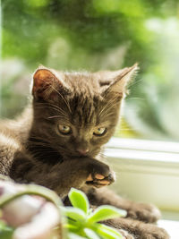Close-up portrait of a cat